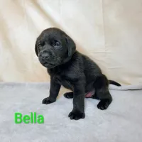 Bella AKC, a female Labrador Retriever for sale in Cato, NY – 4 of 4
