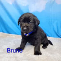 Bruno- AKC, a male Labrador Retriever for sale in Cato, NY – Photo 4 of 4