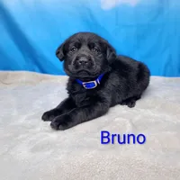 Bruno- AKC, a male Labrador Retriever for sale in Cato, NY – Photo 2 of 4