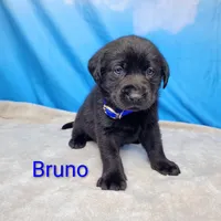 Bruno- AKC, a male Labrador Retriever for sale in Cato, NY – Photo 1 of 4