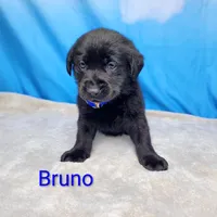 Bruno- AKC, a male Labrador Retriever for sale in Cato, NY – Photo 3 of 4