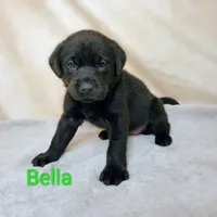 Bella AKC, a female Labrador Retriever for sale in Cato, NY – 3 of 4