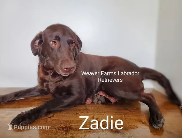 Zadie – Labrador Retriever puppy for sale in Cato, NY