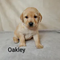 Oakley, a female Labrador Retriever for sale in Cato, NY – 3 of 4