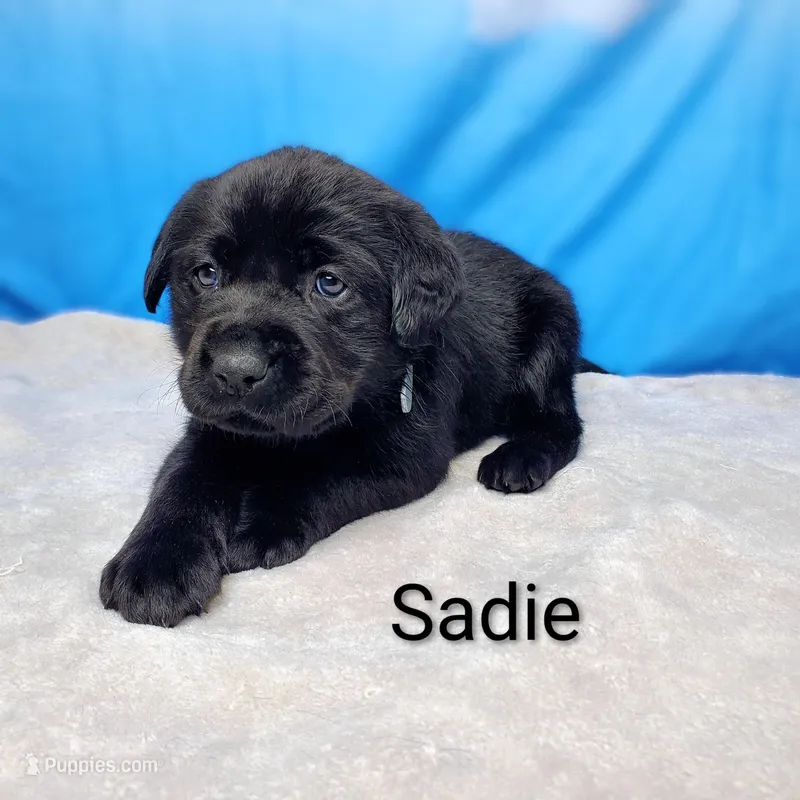 Sadie AKC