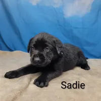 Sadie AKC, a female Labrador Retriever for sale in Cato, NY – Photo 3 of 4
