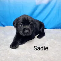 Sadie AKC, a female Labrador Retriever for sale in Cato, NY – Photo 2 of 4
