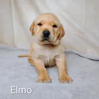 Elmo AKC, a male Labrador Retriever for sale in Cato, NY – 3 of 4