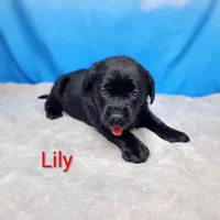 Lily AKC, a female Labrador Retriever for sale in Cato, NY – Photo 3 of 4