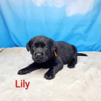 Lily AKC, a female Labrador Retriever for sale in Cato, NY – Photo 2 of 4
