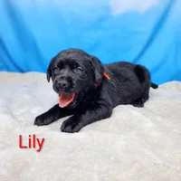 Lily AKC, a female Labrador Retriever for sale in Cato, NY – Photo 4 of 4