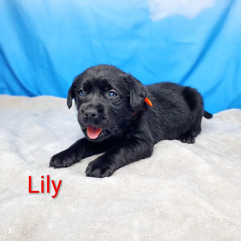 Lily AKC