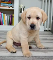 Lou AKC, a male Labrador Retriever for sale in Cato, NY – Photo 3 of 4