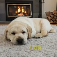 Lou AKC, a male Labrador Retriever for sale in Cato, NY – Photo 4 of 4