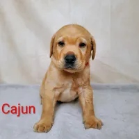 Cajun AKC, a male Labrador Retriever for sale in Cato, NY – 4 of 4