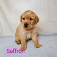 Saffron AKC, a female Labrador Retriever for sale in Cato, NY – 2 of 4