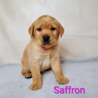 Saffron AKC, a female Labrador Retriever for sale in Cato, NY – 1 of 4