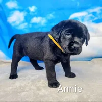 Annie AKC, a female Labrador Retriever for sale in Cato, NY – Photo 3 of 4