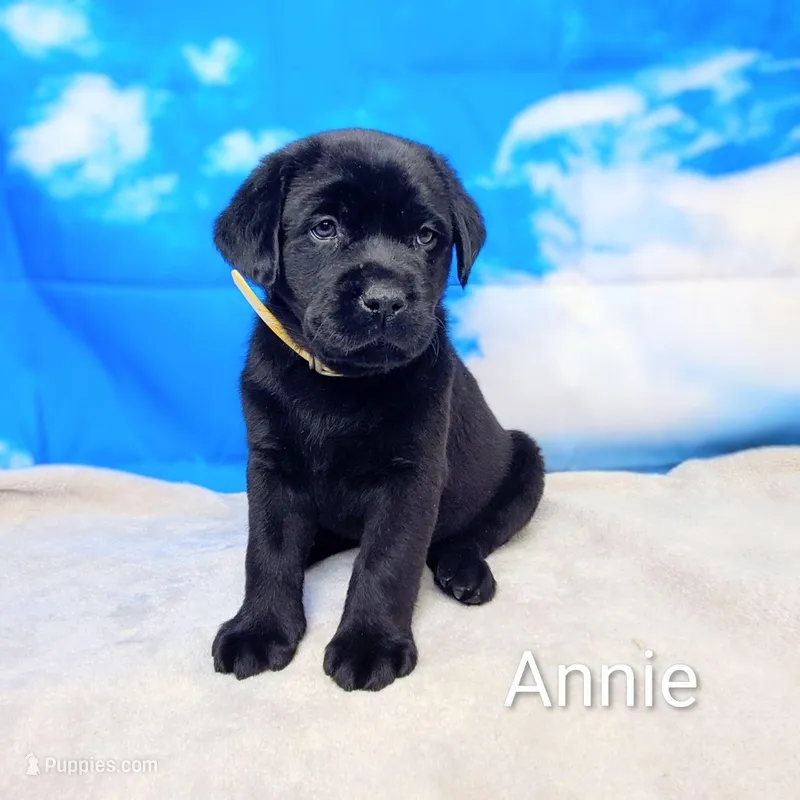 Annie AKC, a female Labrador Retriever for sale in Cato, NY – Photo 1 of 4