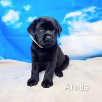 Annie AKC, a female Labrador Retriever for sale in Cato, NY – Photo 1 of 4