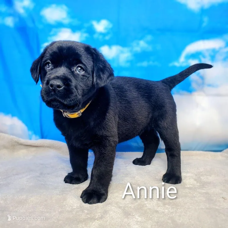 Annie AKC