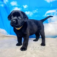 Annie AKC, a female Labrador Retriever for sale in Cato, NY – Photo 4 of 4