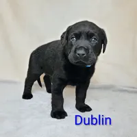 Dublin AKC, a male Labrador Retriever for sale in Cato, NY – 2 of 4