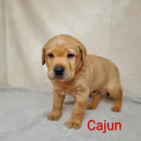 Cajun AKC, a male Labrador Retriever for sale in Cato, NY – 3 of 4