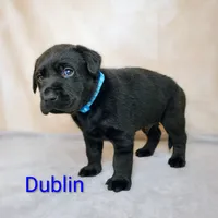Dublin AKC, a male Labrador Retriever for sale in Cato, NY – 3 of 4