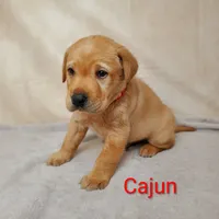 Cajun AKC, a male Labrador Retriever for sale in Cato, NY – 2 of 4