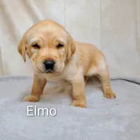 Elmo AKC, a male Labrador Retriever for sale in Cato, NY – 2 of 4