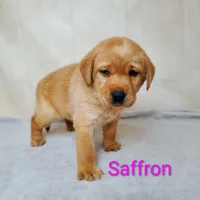 Saffron AKC, a female Labrador Retriever for sale in Cato, NY – 3 of 4