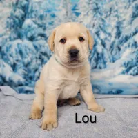 Lou AKC, a male Labrador Retriever for sale in Cato, NY – Photo 1 of 4