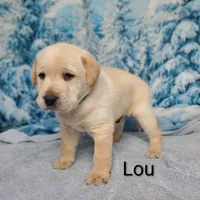Lou AKC, a male Labrador Retriever for sale in Cato, NY – Photo 4 of 4