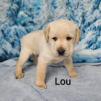 Lou AKC, a male Labrador Retriever for sale in Cato, NY – Photo 2 of 4