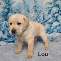 Lou AKC, a male Labrador Retriever for sale in Cato, NY – Photo 3 of 4