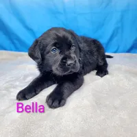 Bella AKC, a female Labrador Retriever for sale in Cato, NY – Photo 4 of 4