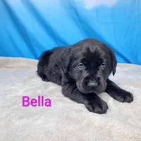 Bella AKC, a female Labrador Retriever for sale in Cato, NY – Photo 3 of 4