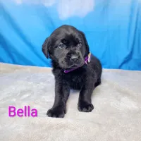 Bella AKC, a female Labrador Retriever for sale in Cato, NY – Photo 2 of 4