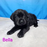 Bella AKC, a female Labrador Retriever for sale in Cato, NY – Photo 1 of 4