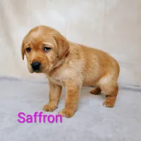 Saffron AKC, a female Labrador Retriever for sale in Cato, NY – 4 of 4