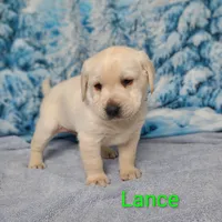 Lance AKC, a male Labrador Retriever for sale in Cato, NY – Photo 4 of 4