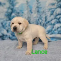 Lance AKC, a male Labrador Retriever for sale in Cato, NY – Photo 2 of 4