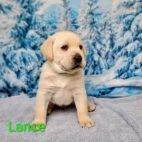 Lance AKC, a male Labrador Retriever for sale in Cato, NY – Photo 3 of 4