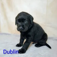 Dublin AKC, a male Labrador Retriever for sale in Cato, NY – 4 of 4