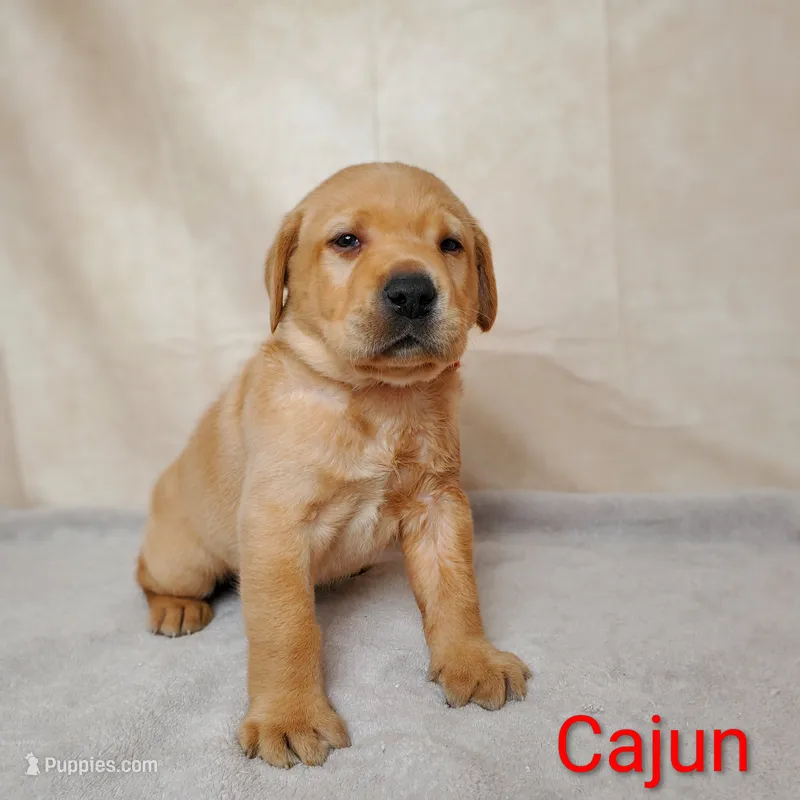 Cajun AKC – Labrador Retriever puppy on hold in Cato, NY