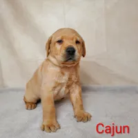 Cajun AKC, a male Labrador Retriever for sale in Cato, NY – 1 of 4