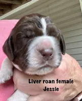 Jessie, a female English Springer Spaniel for sale in Bath Springs, TN – 2 of 4