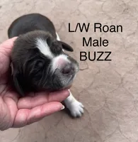 Buzz, a male English Springer Spaniel for sale in Bath Springs, TN – 2 of 4
