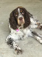 Woody liver/white, a male English Springer Spaniel for sale in Bath Springs, TN – 4 of 4